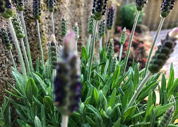 Hideaway * 埃克斯特塔尔